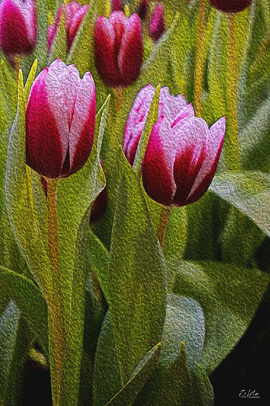 Tulip in oil photography