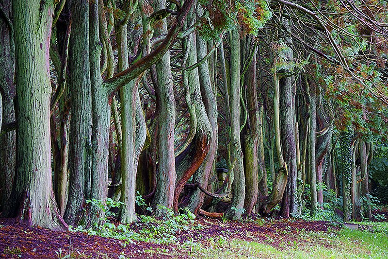 Rows of trees ( Ridge State park )
