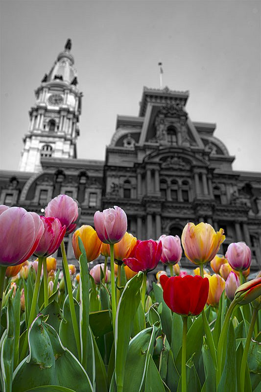 Tulips and Cityhall
